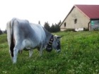 Swiss cow bells video